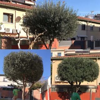 Servicios de poda y tala de arboles