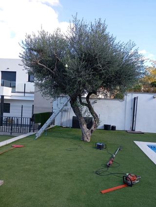 Servicios de poda y tala de arboles