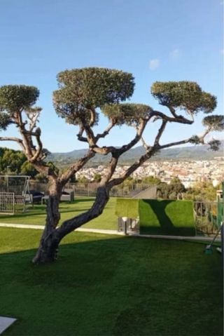 Servicios de poda y tala de arboles