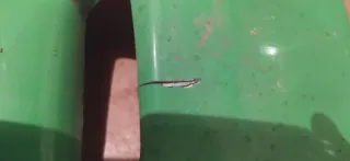 Tapas Rieju RR Verdes