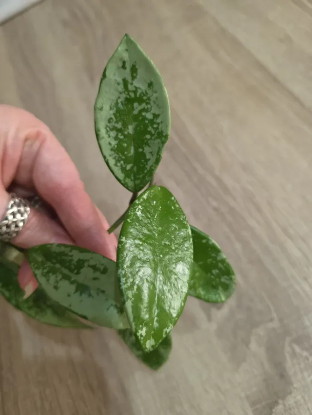 Hoya AH-074 Silver Moon