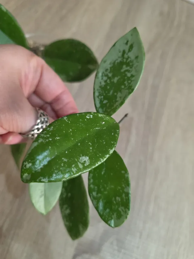 Hoya AH-074 Silver Moon