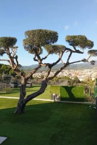 Jardinero Servicios de  poda - árboles y setos