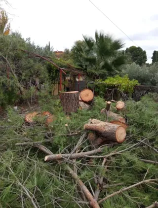 Servicio de tala y poda de árboles