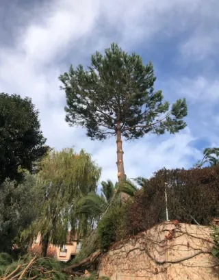 Servicio de tala y poda de árboles