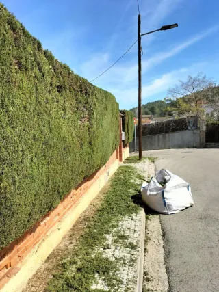Tala de arboles y poda