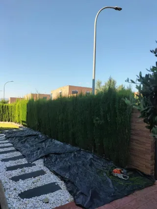 Tala de arboles y poda