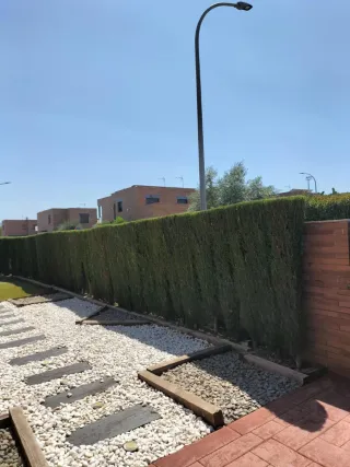 Tala de arboles y poda