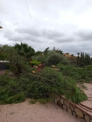 Tala de arboles y poda