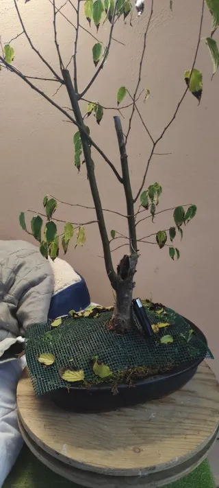 Bonsai Celtis Australis (Bagolaro)