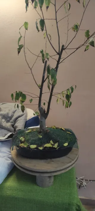 Bonsai Celtis Australis (Bagolaro)