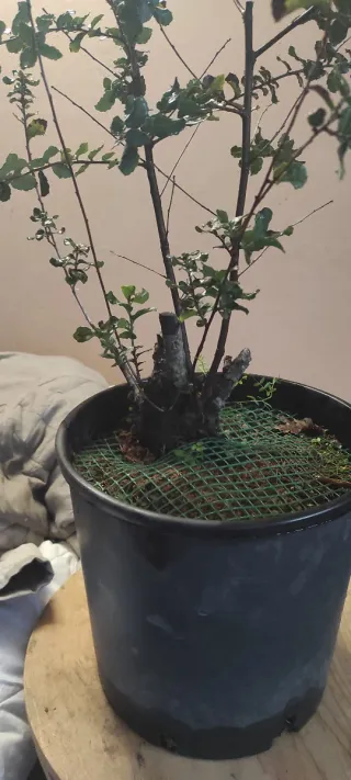 Bonsai Leccio