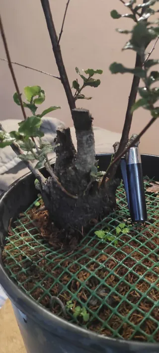 Bonsai Leccio
