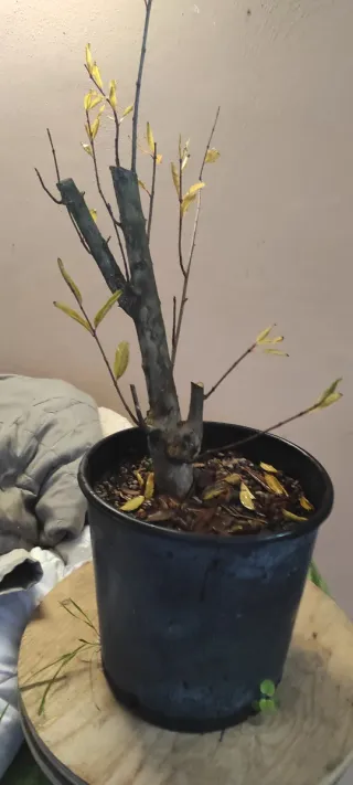 Bonsai Melograno