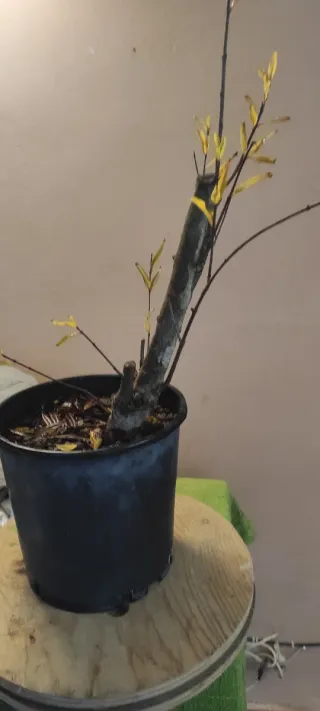 Bonsai Melograno