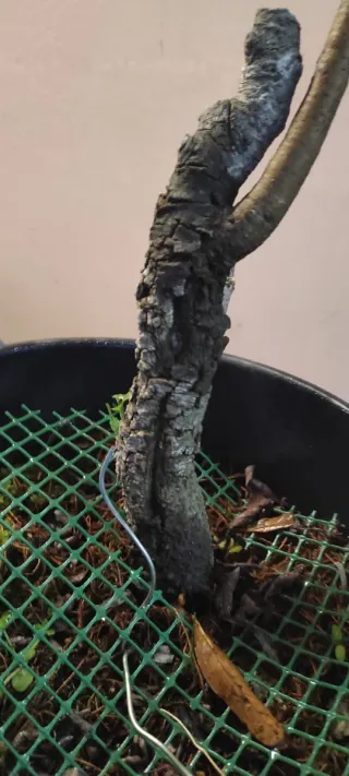Bonsai Roverella