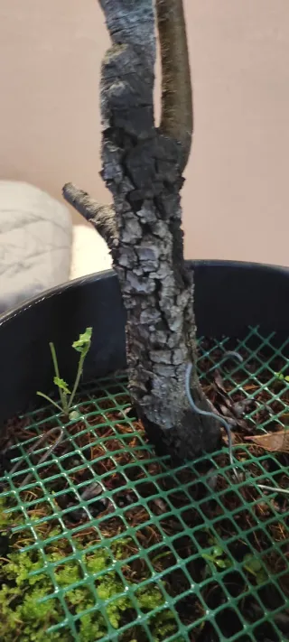 Bonsai Roverella