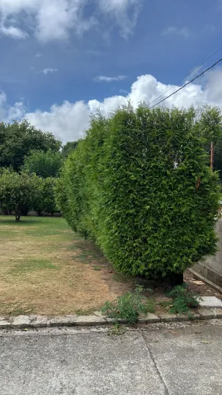 Servicios de jardinería y poda