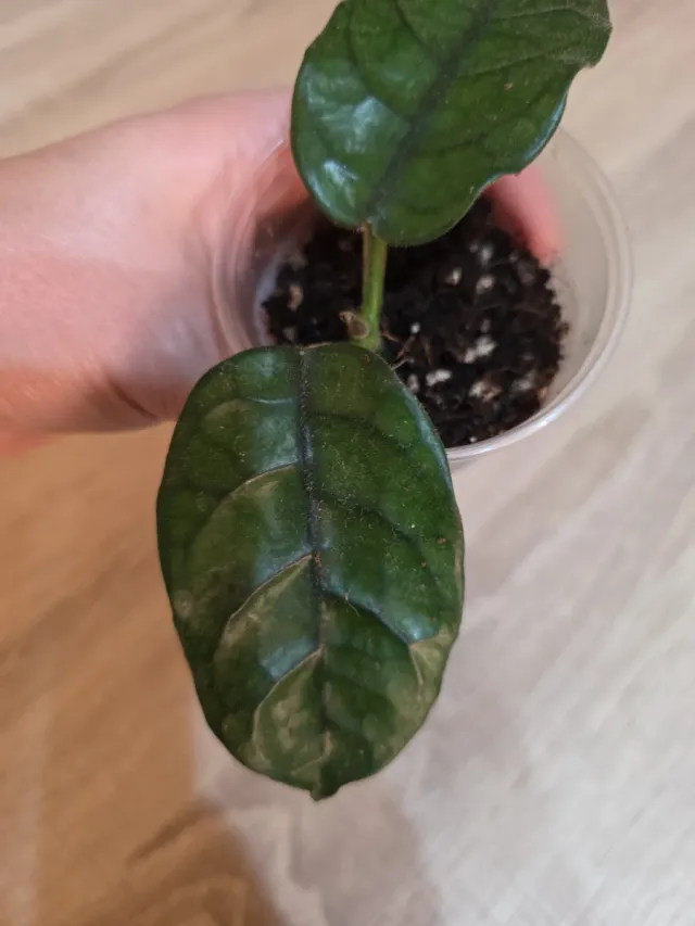 Hoya Villosa
