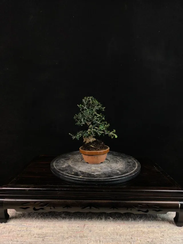 Bonsai Ullastre