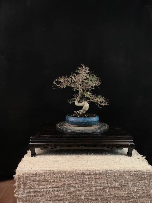 Bonsai olmo parvifolia