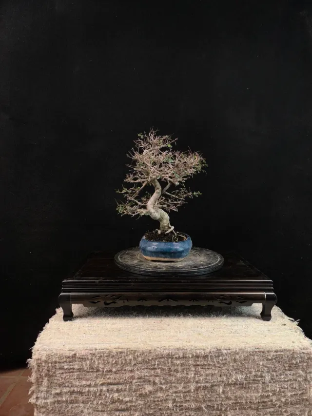 Bonsai olmo parvifolia