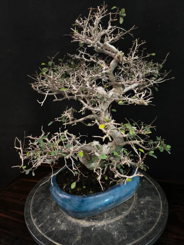 Bonsai olmo parvifolia