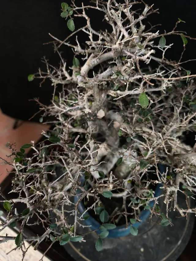 Bonsai olmo parvifolia