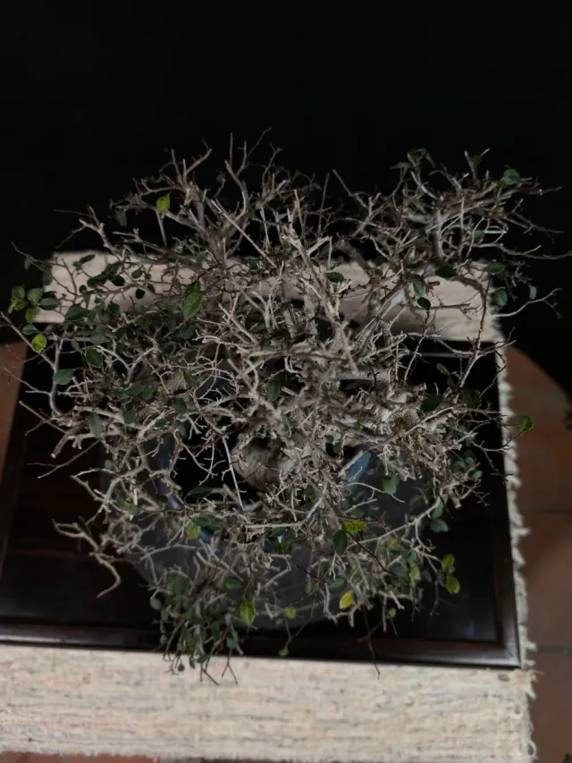 Bonsai olmo parvifolia