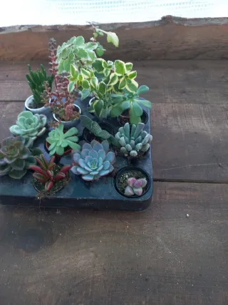 Conjunto de 12 Plantas Suculentas Variadas