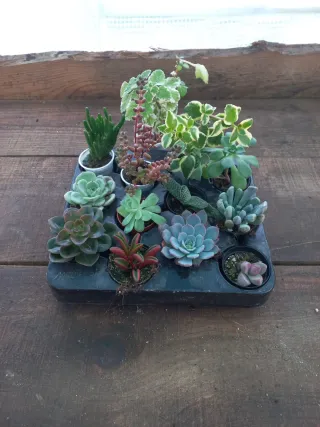 Conjunto de 12 Plantas Suculentas Variadas