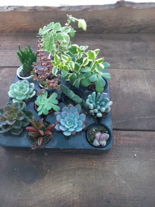Conjunto de 12 Plantas Suculentas Variadas