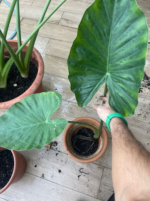 Alocasia Odora Planta Tropical Grande
