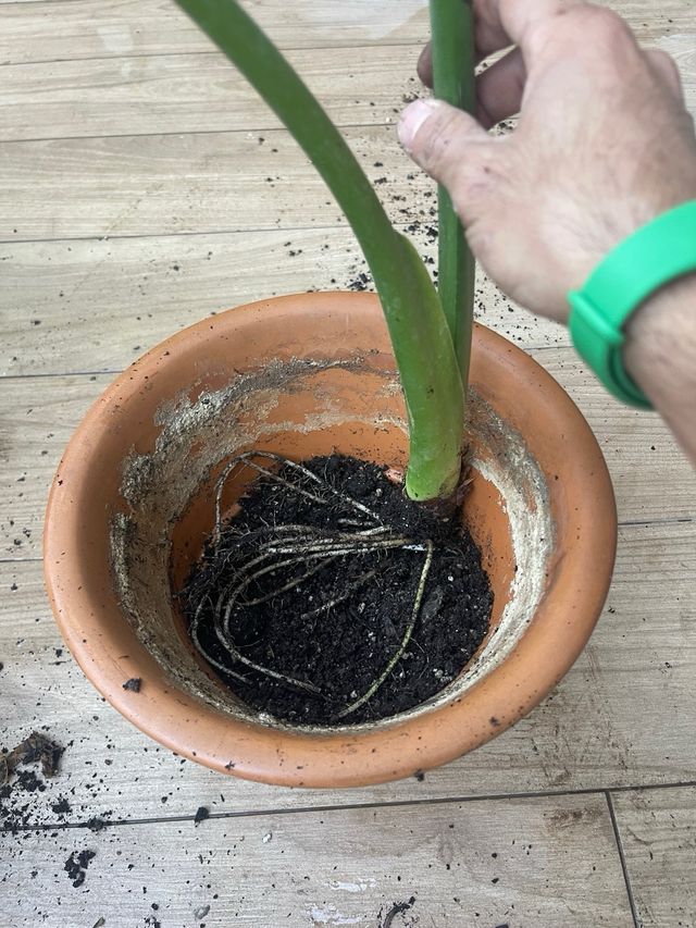 Alocasia Odora Planta Tropical Grande