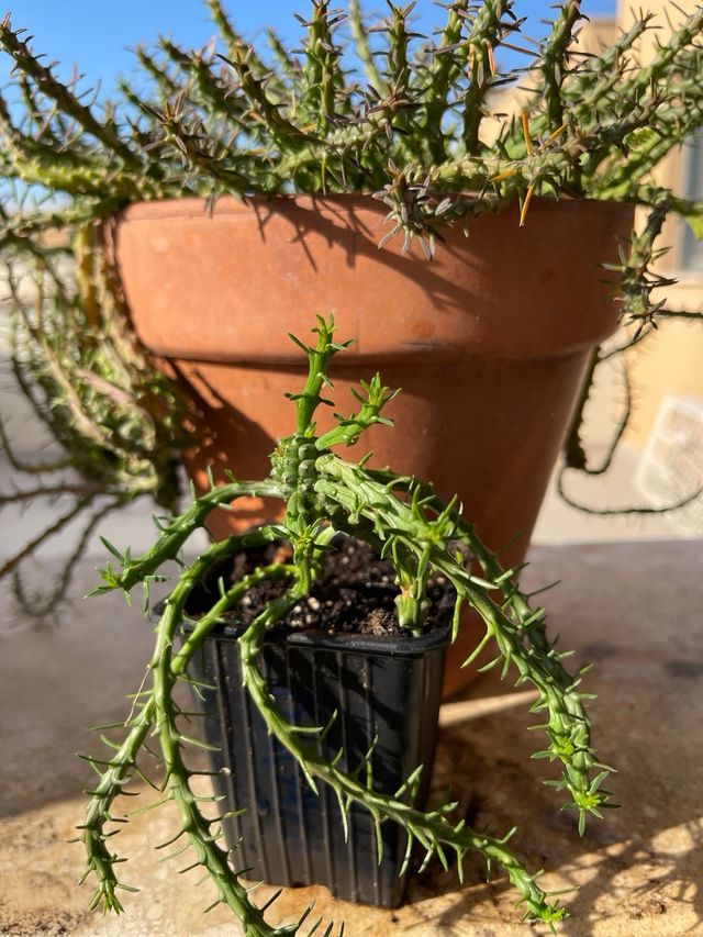 Euphorbia flanaganii Cabeza de Medusa