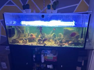 Pecera de agua dulce completa