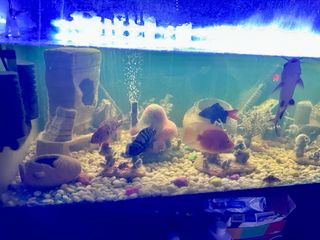 Pecera de agua dulce completa