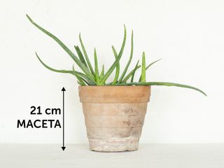Aloe Vera en maceta de terracota