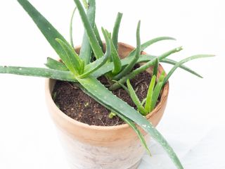 Aloe Vera en maceta de terracota