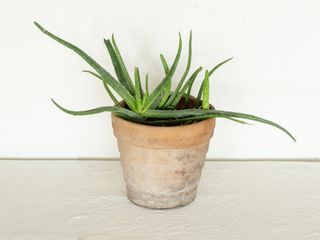 Aloe Vera en maceta de terracota