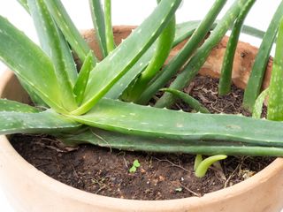 Aloe Vera en maceta de terracota