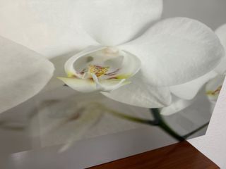Cuadro Decorativo IKEA orquideas