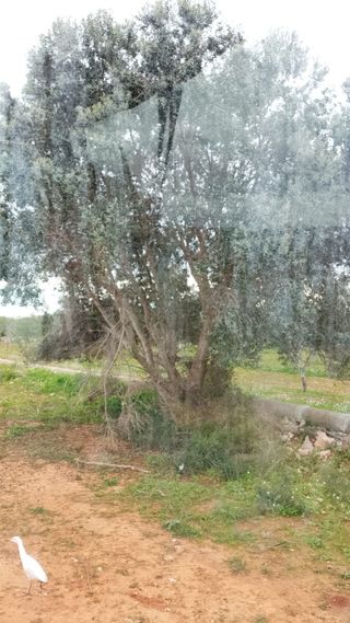 Leña de almendro y olivo