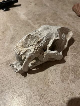 Kit Decoración Reptiles Corteza Madera refugio