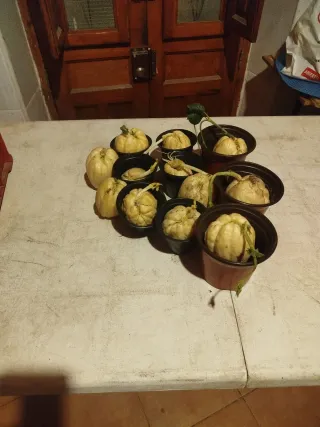 12 Plantas de Chayote Germinadas