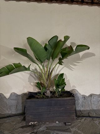 Planta Strelitzia en maceta