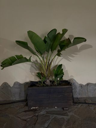 Planta Strelitzia en maceta