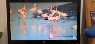 Monitor HP 2311x 23 LCD Negro