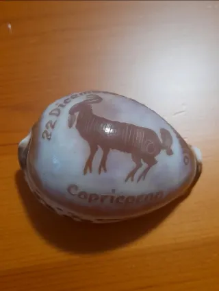 Conchiglia Capricorno 22 Dicembre - 20 Gennaio