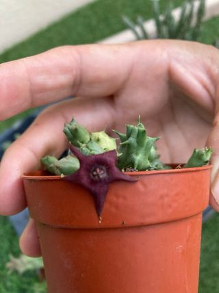 Huernia Duvalia Planta Suculenta